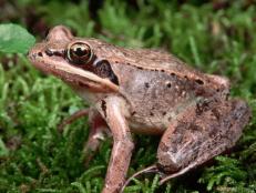 Male frogs form ‘boy bands’ to serenade females and woo them into their mating pool.